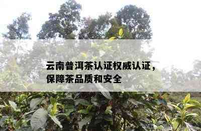 云南普洱茶认证权威认证，保障茶品质和安全