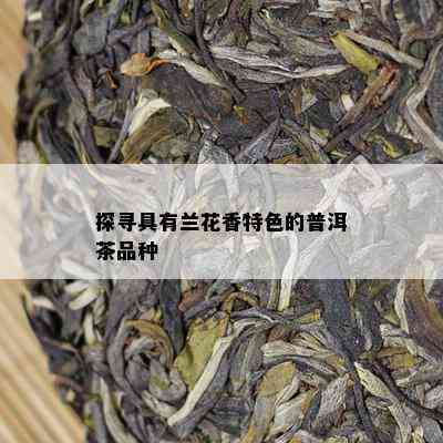 探寻具有兰花香特色的普洱茶品种