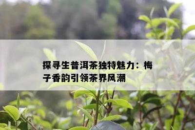 探寻生普洱茶独特魅力：梅子香韵引领茶界风潮