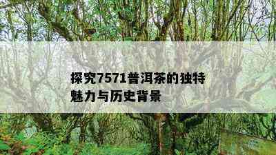 探究7571普洱茶的独特魅力与历史背景