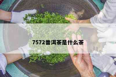 7572普洱茶是什么茶