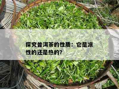 探究普洱茶的性质：它是凉性的还是热的？