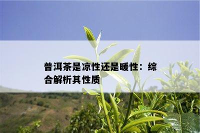 普洱茶是凉性还是暖性：综合解析其性质