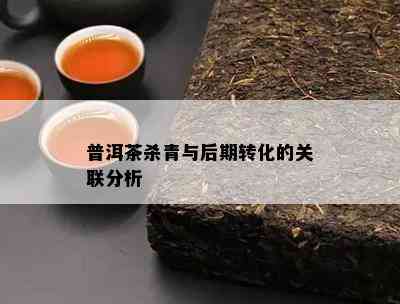 普洱茶杀青与后期转化的关联分析