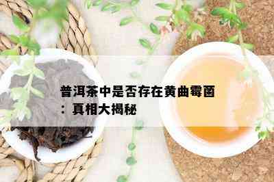 普洱茶中是否存在黄曲霉菌：真相大揭秘