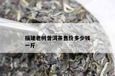 福建老树普洱茶售价多少钱一斤