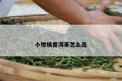 小柑橘普洱茶怎么选