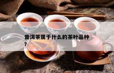 普洱茶属于什么的茶叶品种？