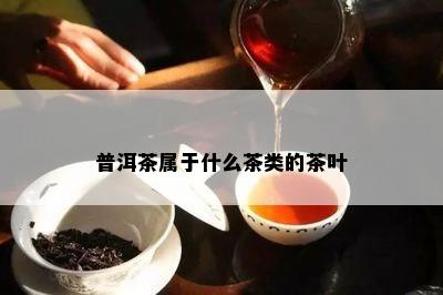 普洱茶属于什么茶类的茶叶