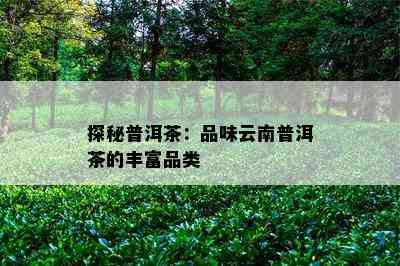 探秘普洱茶：品味云南普洱茶的丰富品类