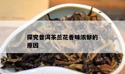 探究普洱茶兰花香味浓郁的原因