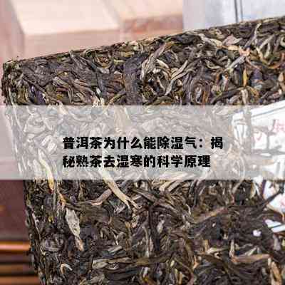 普洱茶为什么能除湿气：揭秘熟茶去湿寒的科学原理