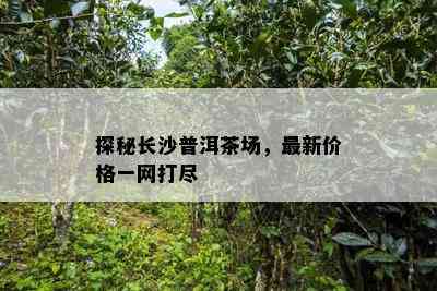 探秘长沙普洱茶场，最新价格一网打尽