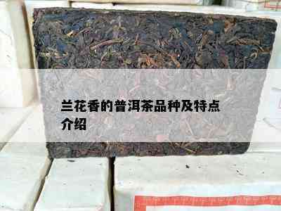 兰花香的普洱茶品种及特点介绍