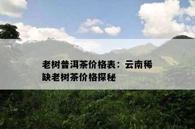 老树普洱茶价格表：云南稀缺老树茶价格探秘