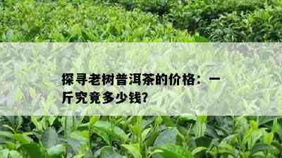 探寻老树普洱茶的价格：一斤究竟多少钱？