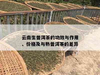 云南生普洱茶的功效与作用、价格及与熟普洱茶的差异