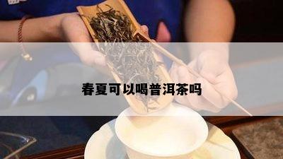 春夏可以喝普洱茶吗