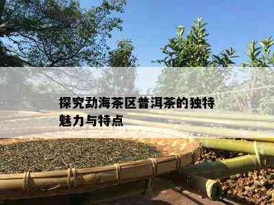 探究勐海茶区普洱茶的独特魅力与特点