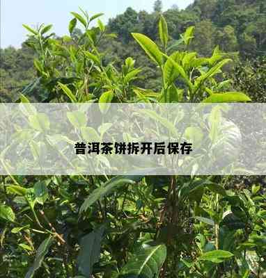 普洱茶饼拆开后保存