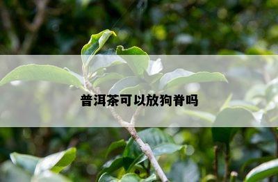 普洱茶可以放狗脊吗