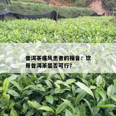 普洱茶痛风患者的福音：饮用普洱茶是否可行？