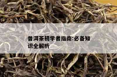 普洱茶初学者指南:必备知识全解析