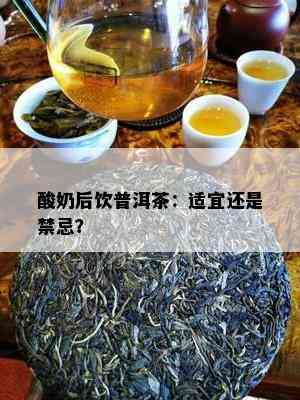 酸奶后饮普洱茶：适宜还是禁忌？