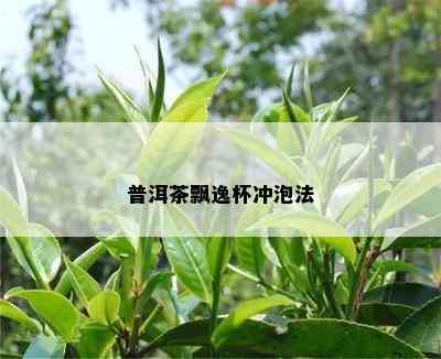 普洱茶飘逸杯冲泡法