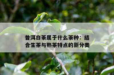 普洱白茶属于什么茶种：结合生茶与熟茶特点的新分类