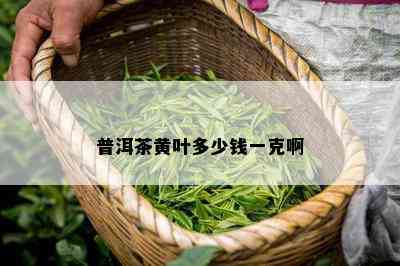 普洱茶黄叶多少钱一克啊