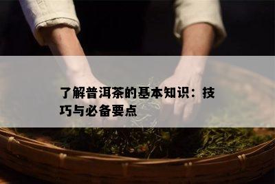 了解普洱茶的基本知识：技巧与必备要点