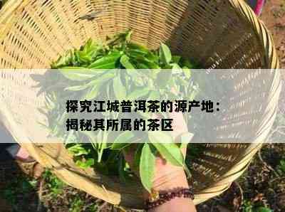 探究江城普洱茶的源产地：揭秘其所属的茶区