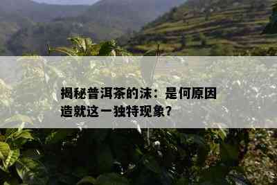 揭秘普洱茶的沫：是何原因造就这一独特现象？