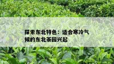 探索东北特色：适合寒冷气候的东北茶园兴起