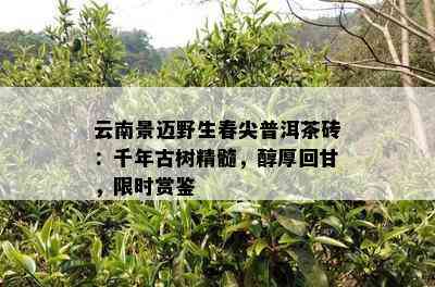 云南景迈野生春尖普洱茶砖：千年古树精髓，醇厚回甘，限时赏鉴