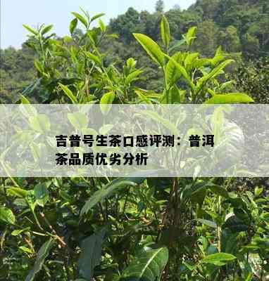 吉普号生茶口感评测：普洱茶品质优劣分析