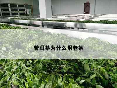 普洱茶为什么用老茶