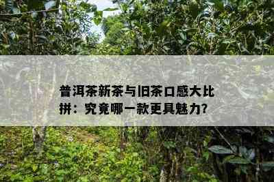 普洱茶新茶与旧茶口感大比拼：究竟哪一款更具魅力？