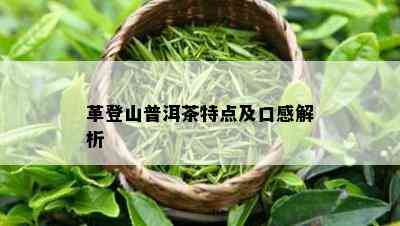 革登山普洱茶特点及口感解析