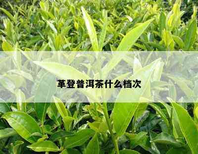 革登普洱茶什么档次