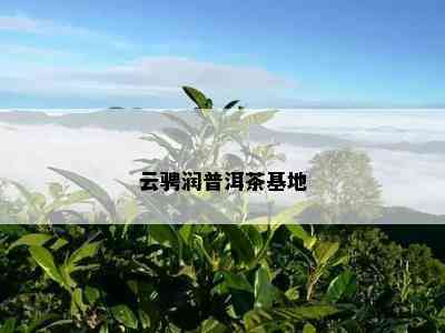 云骋润普洱茶基地