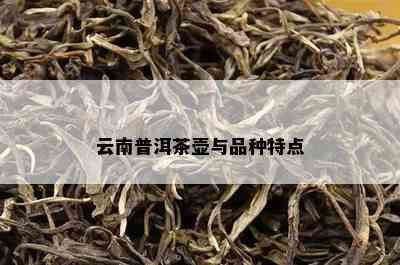 云南普洱茶壶与品种特点