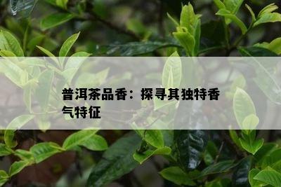 普洱茶品香：探寻其独特香气特征