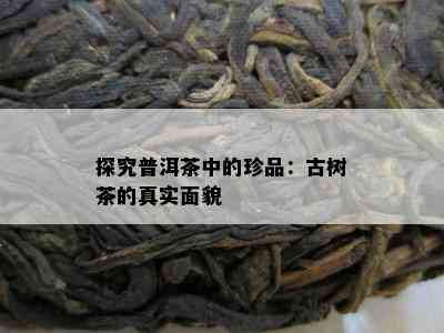 探究普洱茶中的珍品：古树茶的真实面貌