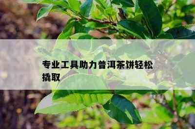 专业工具助力普洱茶饼轻松撬取