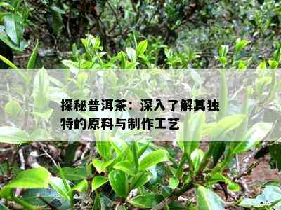 探秘普洱茶：深入了解其独特的原料与制作工艺