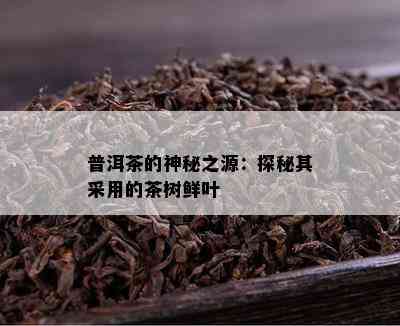 普洱茶的神秘之源：探秘其采用的茶树鲜叶