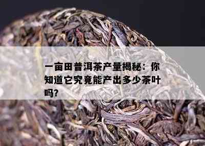 一亩田普洱茶产量揭秘：你知道它究竟能产出多少茶叶吗？