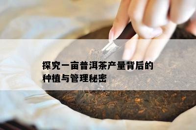 探究一亩普洱茶产量背后的种植与管理秘密